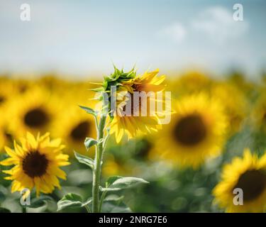 Campo di girasole sotto la luce del sole. L’agricoltura si ritorse. Foto Stock