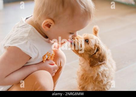 Bambina bambina che gioca con un cucciolo di maltipu sul pavimento Foto Stock