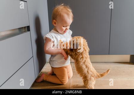 Bambina bambina che gioca con un cucciolo di Maltipu sul pavimento Foto Stock