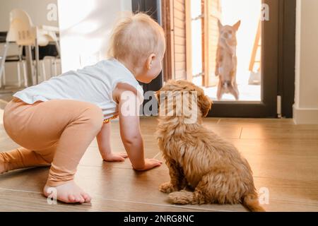 Un cucciolo di maltipu e un bambino guardano un chihuahua in piedi fuori Foto Stock