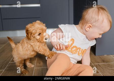 Bambina bambina che gioca con un cucciolo di maltipu sul pavimento Foto Stock