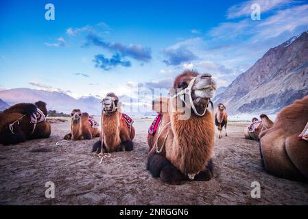 Safari a dorso di cammello nel deserto di Leh India Foto Stock