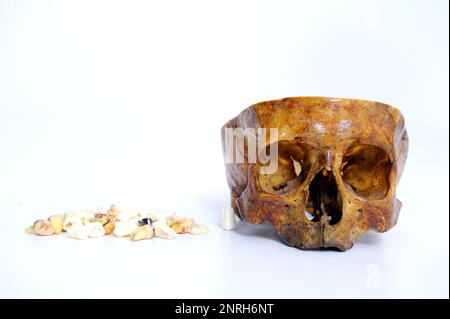 Cranio umano su sfondo bianco isolato. Cranio e denti umani giacciono su uno sfondo bianco medicina ricerca la struttura del corpo umano spazio per gli occhi per il naso spazio per testo Foto di alta qualità Foto Stock