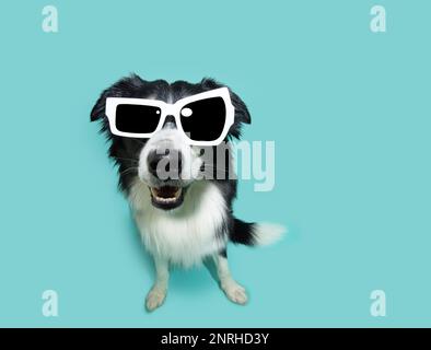 Felice sorridente bordo collie cane cucciolo in estate indossando occhiali da sole. Isolato su sfondo blu, vista ad angolo alto Foto Stock