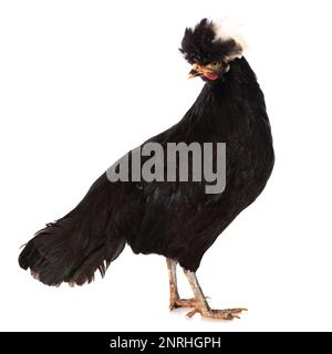 Pollo crestato nero in piedi isolato su bianco e guardando alla fotocamera Foto Stock