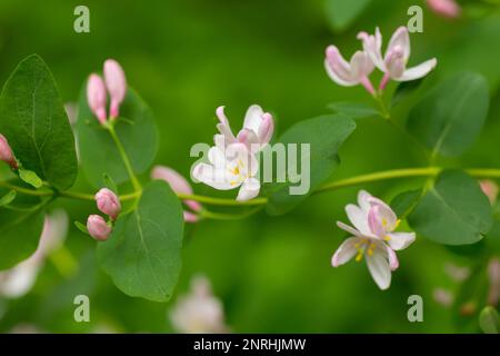 Macchia in fiore Lonicera tatarica, succhietto di miele tatariano con fiori rosa. Pianta di miele di Europa e Ucraina l'uso di erbe medicinali per il pre Foto Stock