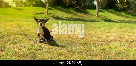 Piccolo cane Pinscher bianco e nero che siede nel mezzo del parco con gli alberi verdi defocused sfondo durante una giornata di sole. Immagine con copia Foto Stock