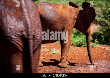 Giovani elefanti, Loxodonta africana, in Sheldrick's l'Orfanotrofio degli Elefanti, Nairobi parco giochi, Kenya Foto Stock