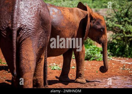 Giovani elefanti, Loxodonta africana, in Sheldrick's l'Orfanotrofio degli Elefanti, Nairobi parco giochi, Kenya Foto Stock