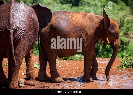 Giovani elefanti, Loxodonta africana, in Sheldrick's l'Orfanotrofio degli Elefanti, Nairobi parco giochi, Kenya Foto Stock