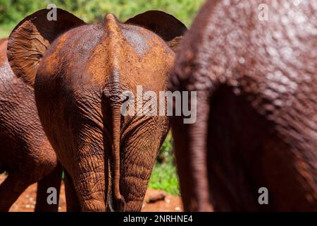 Giovani elefanti, Loxodonta africana, in Sheldrick's l'Orfanotrofio degli Elefanti, Nairobi parco giochi, Kenya Foto Stock