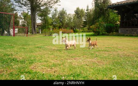 Coppia di piccoli cuccioli di Pinscher marrone chiaro e bianco che corrono nel mezzo del loro giardino di casa con lo sfondo di alberi verdi sfocati durante un sunn Foto Stock