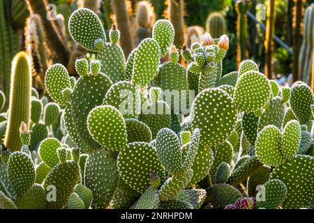 Bunny orecchie cactus, ali d'angelo (Opuntia microdasys) nei giardini del castello di Trauttmansdorff. Foto Stock