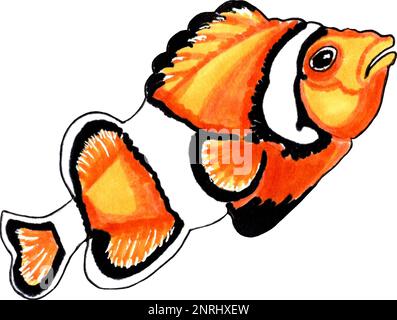 Anfibirion corallo arancio con nero. Immagine JPEG animali marini. Foto Stock