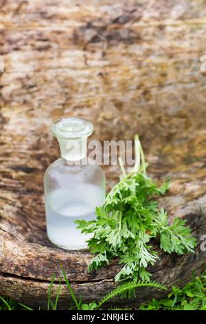 Artemisia absinthium , wormwood, absinthe wormwood, mugwort, wermout, fango mannoso, wormod vicino ad una bottiglia di farmacista con una tintura per la fabbricazione di Foto Stock