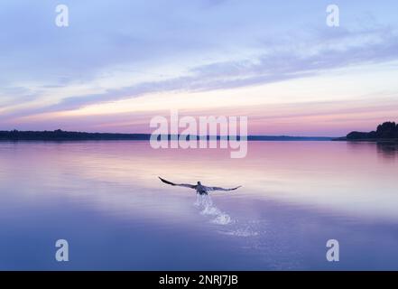 Grande uccello cormorano nero che vola dall'acqua e che vola via nel bellissimo tramonto Foto Stock