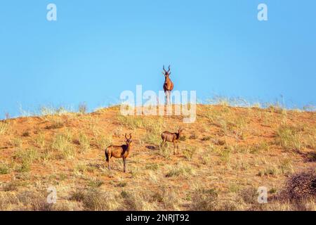 Tre Hartebeest sulla cima di dune di sabbia nel parco di Kgalagadi, Sudafrica; specie Alcelaphus buselaphus famiglia di Bovidae Foto Stock