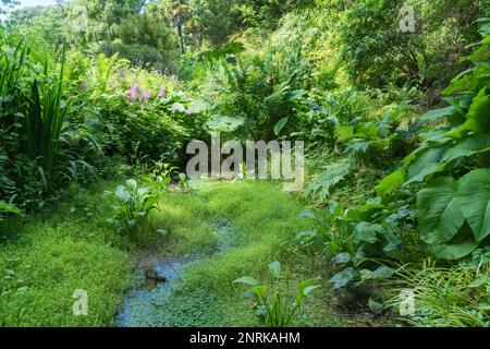 Water Feature and Plants Abbotsbury SubTropical Gardens, Dorset Inghilterra Regno Unito, luglio 2022 Foto Stock