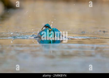 Maschio adulto Kingfisher (Alcedo atthis) che emerge dal lago con la sua cattura, Stamford Lincolnshire UK. Gennaio 2023 Foto Stock