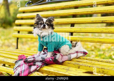 Il cane Longhair Chihuahua indossa un pullover di lana blu seduto su una panca gialla con plaid a scacchi rosa. Autunno nel parco. Orizzontale, spazio di copia, primo piano. Foto Stock