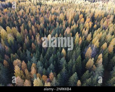 Una maestosa foresta autunnale caratterizzata da alti e sottili alberi sempreverdi in un ambiente pittoresco Foto Stock