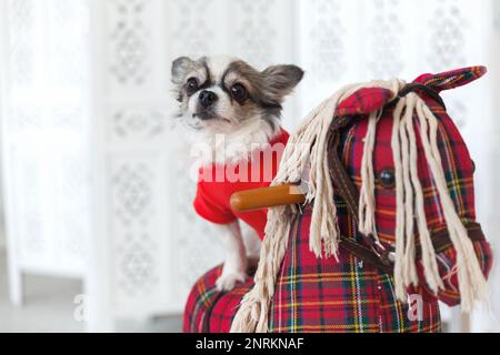 Grazioso cane puppy chihuahua indossando rosso caldo maglione equitazione giocattolo a dondolo cavallo, divertirsi a casa. Foto Stock