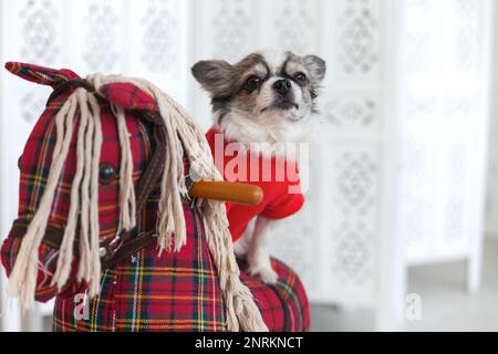 Grazioso cane puppy chihuahua indossando rosso caldo maglione equitazione giocattolo a dondolo cavallo, divertirsi a casa. Foto Stock