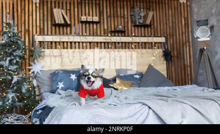 Grazioso cucciolo chihuahua abbaiato o sbadigliante vestito di rosso caldo maglione in camera da letto in stile scandinavo con albero di Natale, luci, cuscini decorativi. Foto Stock