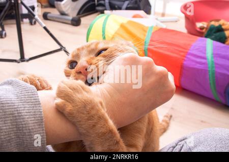 Il gatto rosso arrabbiato morde a mano in camera da vicino Foto Stock