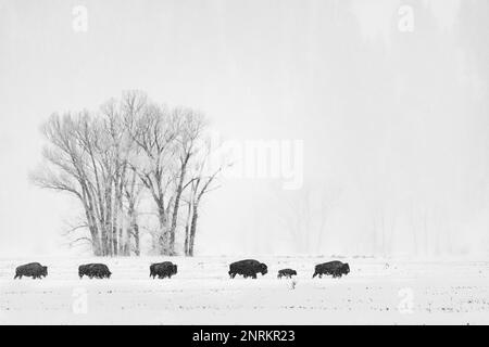 Un colpo in scala di grigi di una mandria di bisonti che pascolano in un pittoresco paesaggio invernale Foto Stock