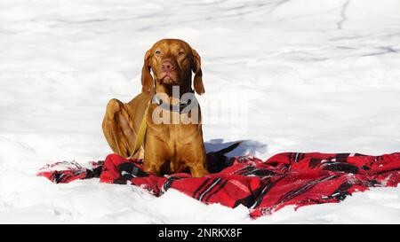 Bello zenzero ungherese filo corto pelo puntatore di puntamento cane Vizsla seduto sulla neve e rosso nero tartan camice plaid. Inverno nel parco. Copia spazio im Foto Stock