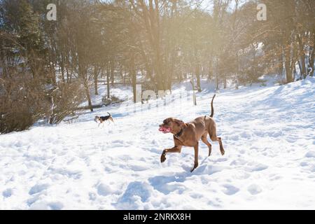 Bell'ungherese filo corto capelli puntatore puntamento cane Vizsla indossando colletto in pelle correre e giocare con giocattolo e cane di razza beagle sul cappotto di neve Foto Stock