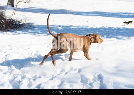 Bell'ungherese filo corto capelli puntatore puntamento cane Vizsla indossando colletto in pelle correre e giocare con giocattolo e cane di razza beagle sul cappotto di neve Foto Stock