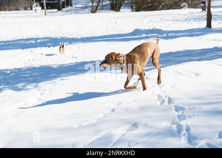 Bell'ungherese filo corto capelli puntatore puntamento cane Vizsla indossando colletto in pelle correre e giocare con giocattolo e cane di razza beagle sul cappotto di neve Foto Stock