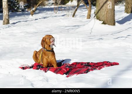 Bello zenzero ungherese filo corto pelo puntatore di puntamento cane Vizsla seduto sulla neve e rosso nero tartan camice plaid. Inverno nel parco. Copia spazio im Foto Stock