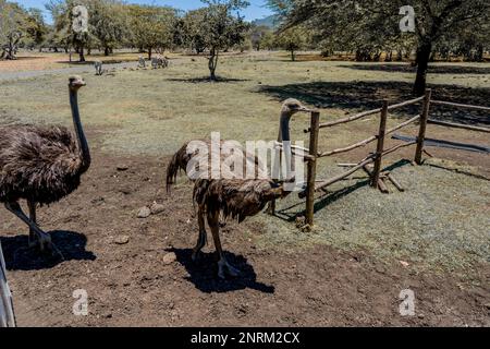 Semplicemente struzzi nella savanne nell'isola di Mauritius, uccello nativo di flightless. Foto di alta qualità Foto Stock