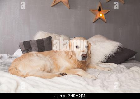 Adorabile cane Golden Retriever su Light pastello Grigio Bianco Scandinavo tessile decorativo cuscini di coat per moderno Bed in House o Hotel. Animali di Natale Foto Stock