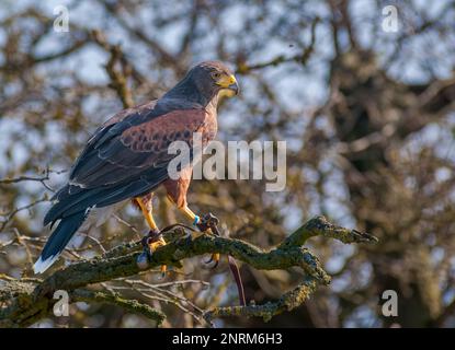 Harris’s Hawk, o Harris Hawk (Parabuteo unicinctus) sedeva in una succursale Foto Stock