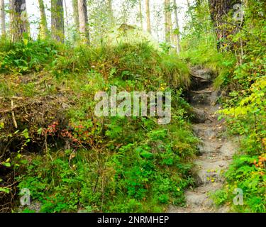 Il sentiero sulla collina conduce alla foresta tra l'erba e gli alberi in estate in Russia. Foto Stock