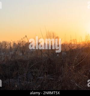 Il luminoso sole arancione splende sul campo di erba secca in primavera al tramonto in Russia. Foto Stock