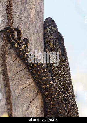 Goanna/monitor liazrd (varanus varius) su un albero in Cania R=Gola, Queesland Foto Stock