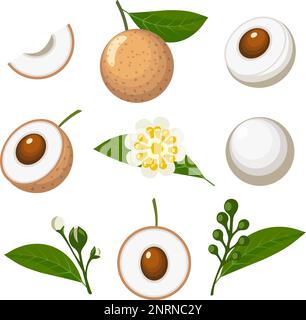 Cartone animato colorato longan isolato Illustrazione Vettoriale