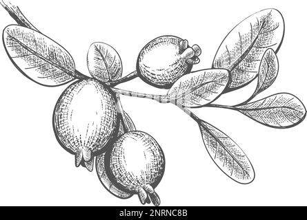 Ramo feijoa disegnato a mano Illustrazione Vettoriale