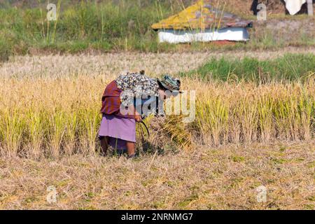 Contadino raccolta di riso a mano con falcetti, Pana villaggio, Bhutan. Foto Stock