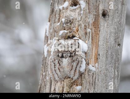 Gufo di grido orientale coperto di neve fresca che dorme nel suo nido in un albero in Canada Foto Stock