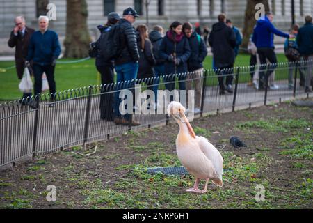 Londra, Regno Unito. 27 febbraio 2023. UK Weather: Uno dei sei pellicani del St James's Park si preda in condizioni primaverili. Introdotto per la prima volta nel parco nel 1664 come dono dell'ambasciatore russo, oltre 40 pellicani hanno fatto casa al parco. Credit: Stephen Chung / Alamy Live News Foto Stock