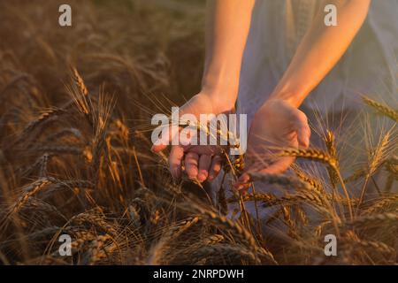 Donna in campo di spikelets di grano maturo, primo piano Foto Stock