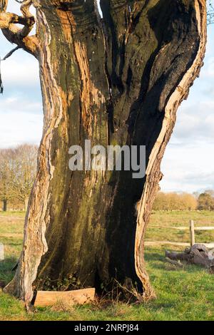 Un antico albero cavo (probabilmente Oak) nel parco Bushy, Londra, che è ancora vivo piuttosto che morto, nonostante sia diviso a metà e vuoto ad eccezione del tronco esterno vivente e la corteccia. REGNO UNITO. (133) Foto Stock