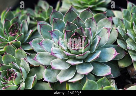 Sempervivum succulente (Houseleek) che cresce nel giardino Foto Stock