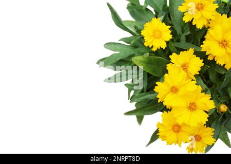 Biglietto per il giorno della donna, la festa della mamma o l'anniversario con fiori gialli di coreopsis isolati su sfondo bianco. Sfondo floreale con spazio copia. Foto Stock